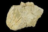 Fossil Crinoid (Zeacrinites) - Alabama #122394-1